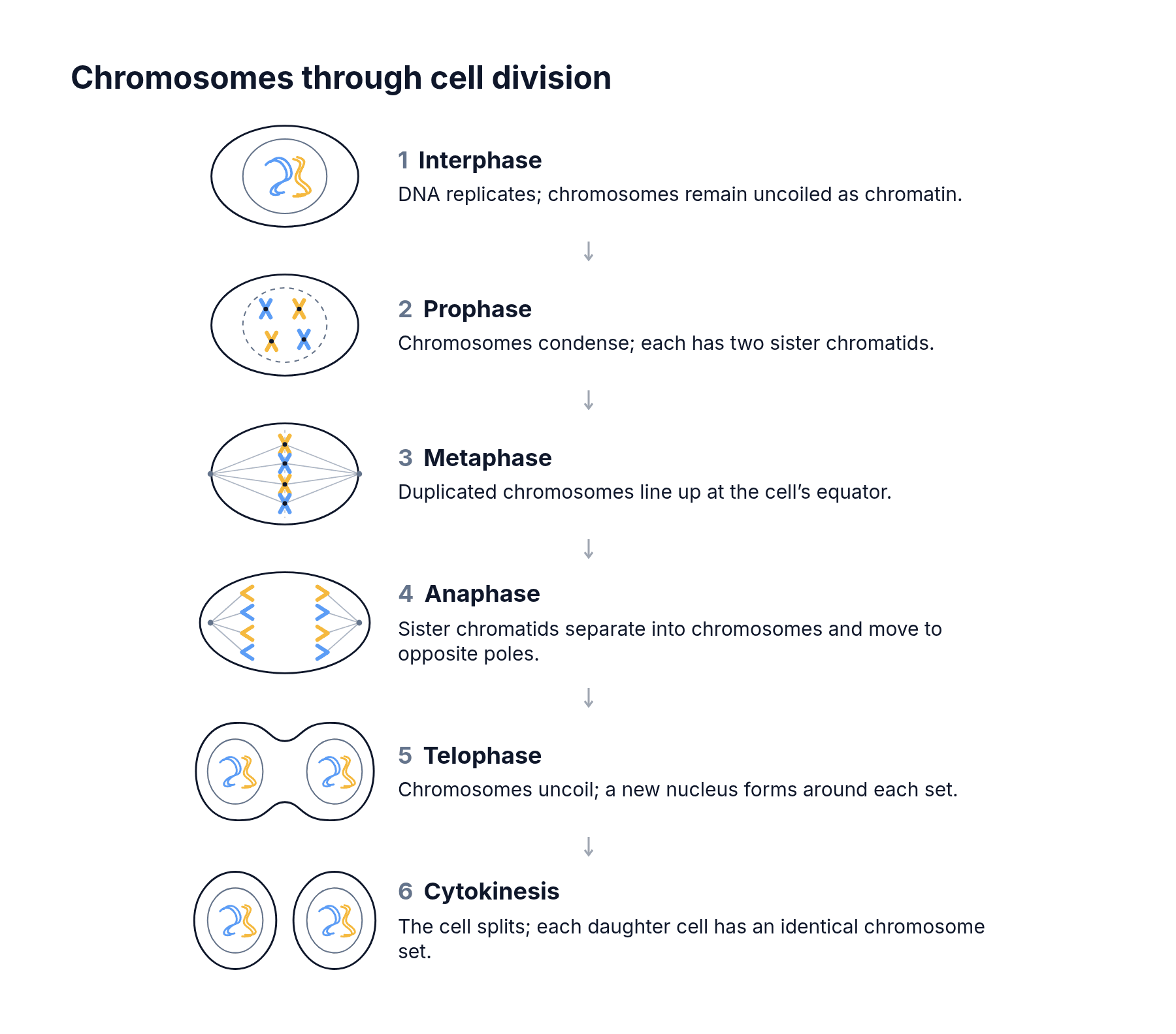 The six stages of cell division in order, from interphase to cytokinesis, each with a drawing of the cell and what its chromosomes do.